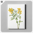 1-33_Mary-Vaux-Walcott_canvas