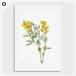 1-33_Mary-Vaux-Walcott_picture