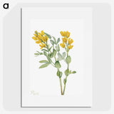 1-33_Mary-Vaux-Walcott_picture