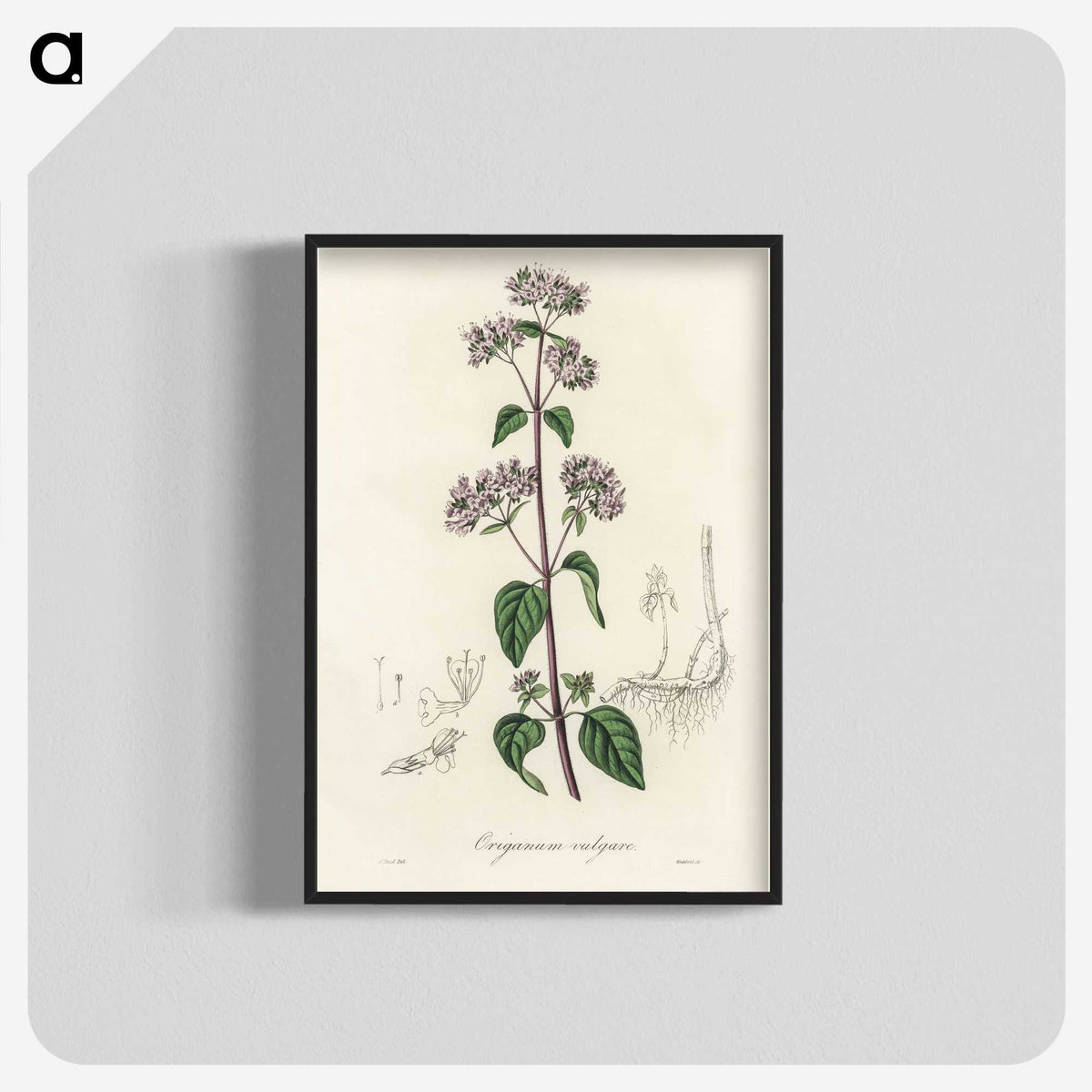 1-33_Medical-Botany_blk-crop