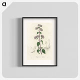 1-33_Medical-Botany_blk