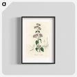 アートポスター-Oregano (Origanum vulgare)
 - 薬用植物学 Poster.