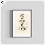 アートポスター-Oregano (Origanum vulgare)
 - 薬用植物学 Poster.