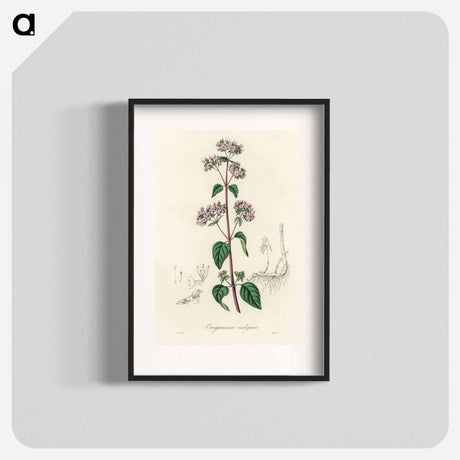アートポスター-Oregano (Origanum vulgare)
 - 薬用植物学 Poster.