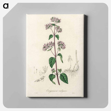 アートパネル-Oregano (Origanum vulgare)
 - 薬用植物学 Canvas.