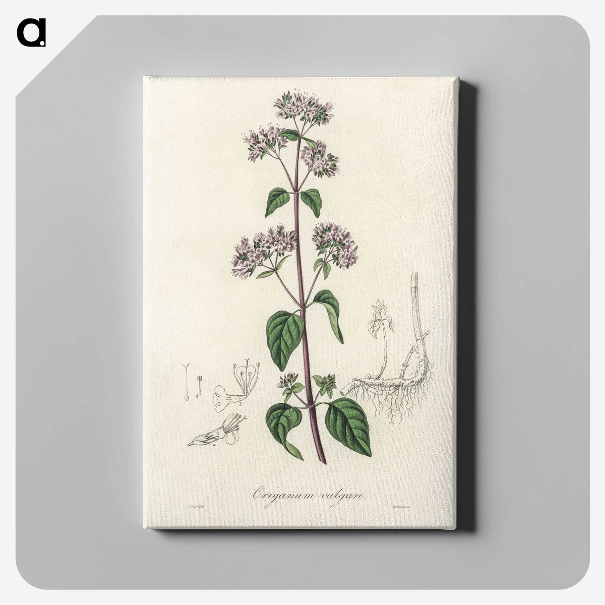 1-33_Medical-Botany_canvas