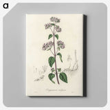 1-33_Medical-Botany_canvas
