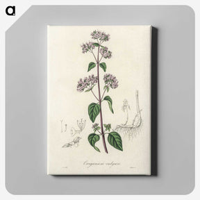 1-33_Medical-Botany_canvas