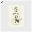 1-33_Medical-Botany_hagaki