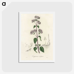 1-33_Medical-Botany_hagaki