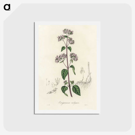 1-33_Medical-Botany_hagaki