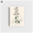 アートメモ帳-Oregano (Origanum vulgare)
 - 薬用植物学 Memo.