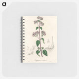 アートメモ帳-Oregano (Origanum vulgare)
 - 薬用植物学 Memo.