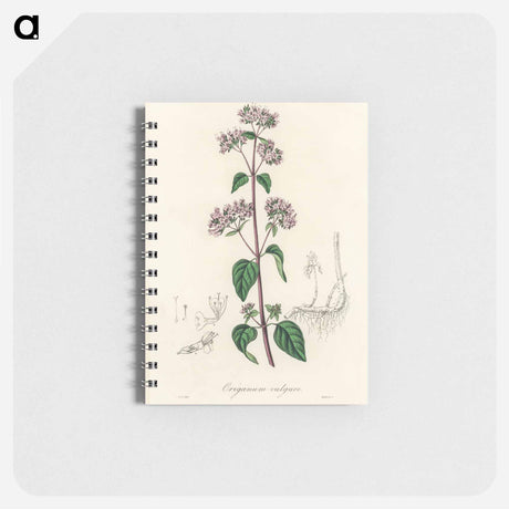 アートメモ帳-Oregano (Origanum vulgare)
 - 薬用植物学 Memo.