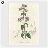 1-33_Medical-Botany_picture-crop