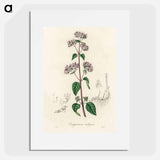 アートポスター-Oregano (Origanum vulgare)
 - 薬用植物学 Poster.