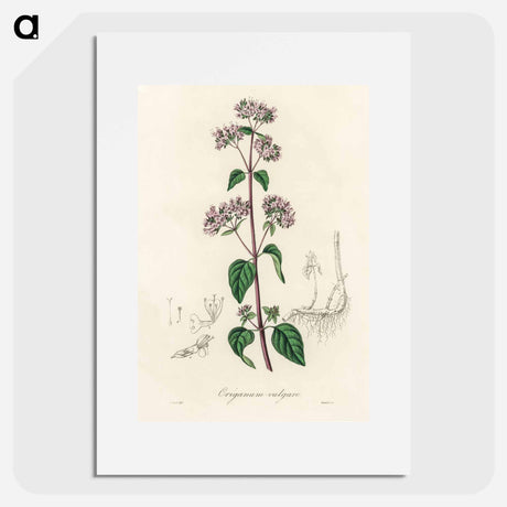 アートポスター-Oregano (Origanum vulgare)
 - 薬用植物学 Poster.