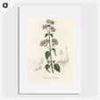 1-33_Medical-Botany_picture