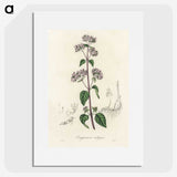 1-33_Medical-Botany_picture
