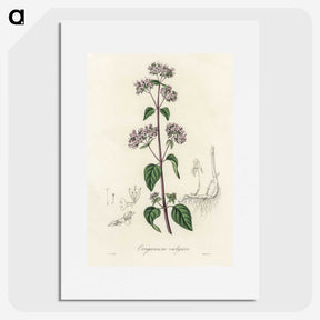 1-33_Medical-Botany_picture