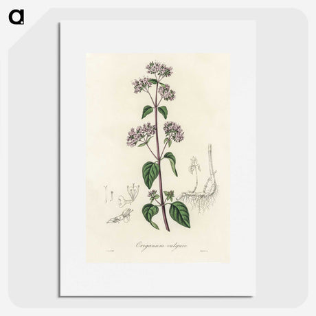 1-33_Medical-Botany_picture