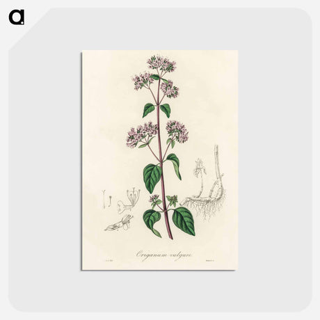 アートポストカード-Oregano (Origanum vulgare)
 - 薬用植物学 Postcard.