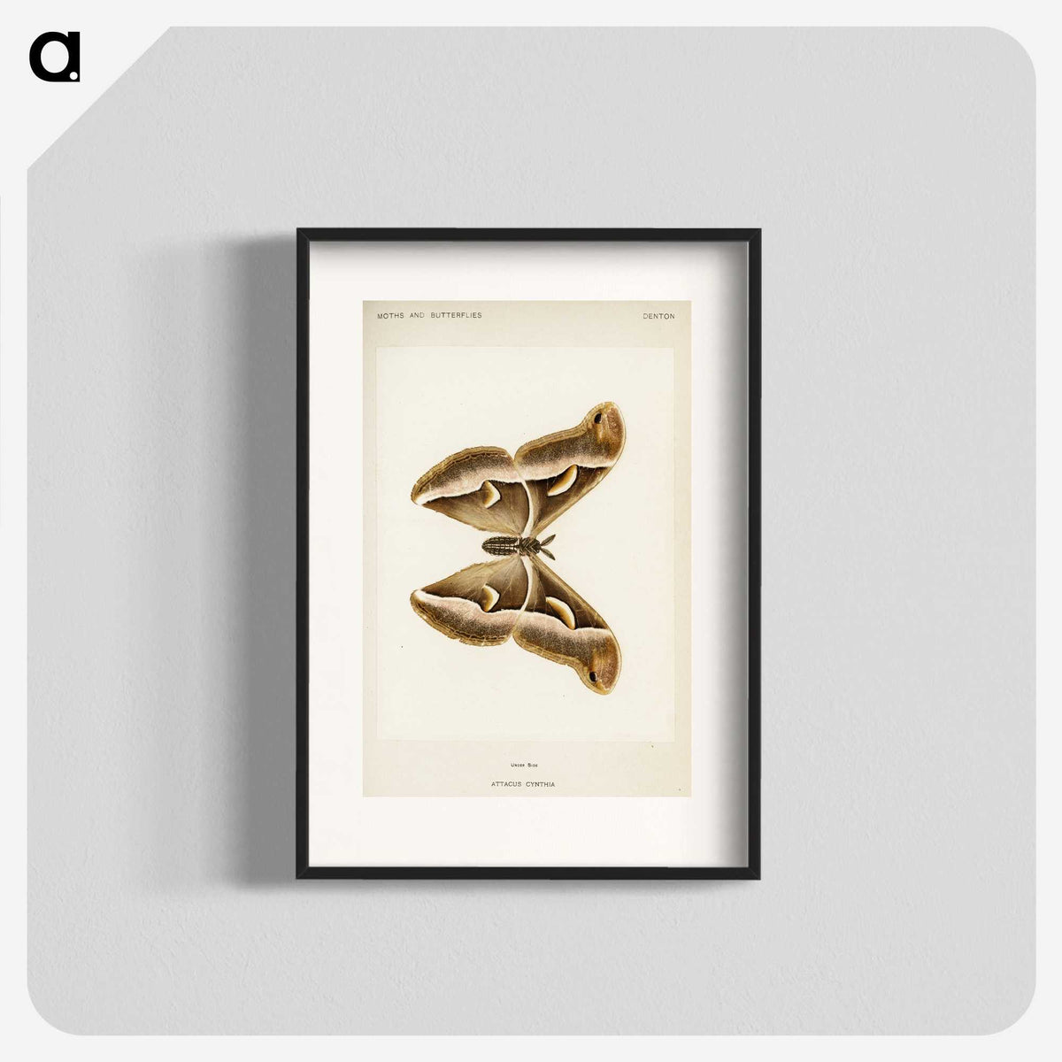 1-33_Moths-and-Butterflies-of-the-United-States_blk