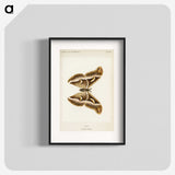 1-33_Moths-and-Butterflies-of-the-United-States_blk