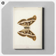 1-33_Moths-and-Butterflies-of-the-United-States_canvas
