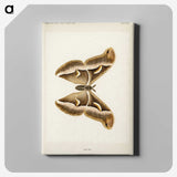 1-33_Moths-and-Butterflies-of-the-United-States_canvas