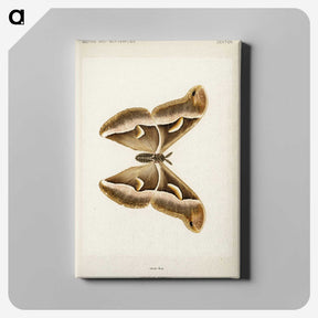 1-33_Moths-and-Butterflies-of-the-United-States_canvas