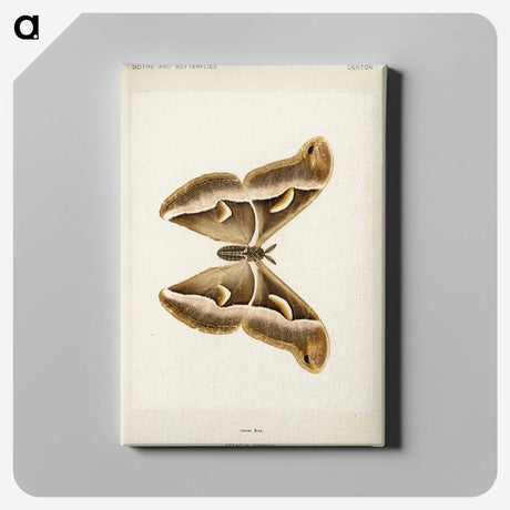 1-33_Moths-and-Butterflies-of-the-United-States_canvas