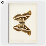 1-33_Moths-and-Butterflies-of-the-United-States_picture-crop