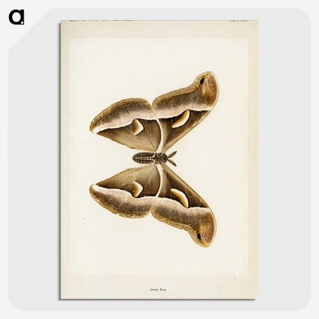 1-33_Moths-and-Butterflies-of-the-United-States_picture-crop