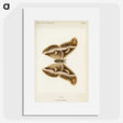 1-33_Moths-and-Butterflies-of-the-United-States_picture