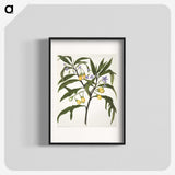 1-33_Native-Flowering-Plants-of-New-Zealand_blk