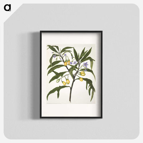1-33_Native-Flowering-Plants-of-New-Zealand_blk