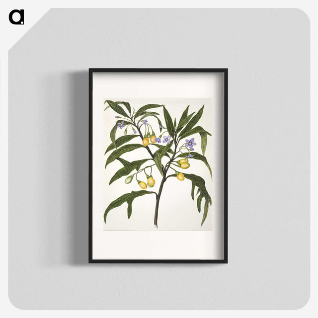 1-33_Native-Flowering-Plants-of-New-Zealand_blk