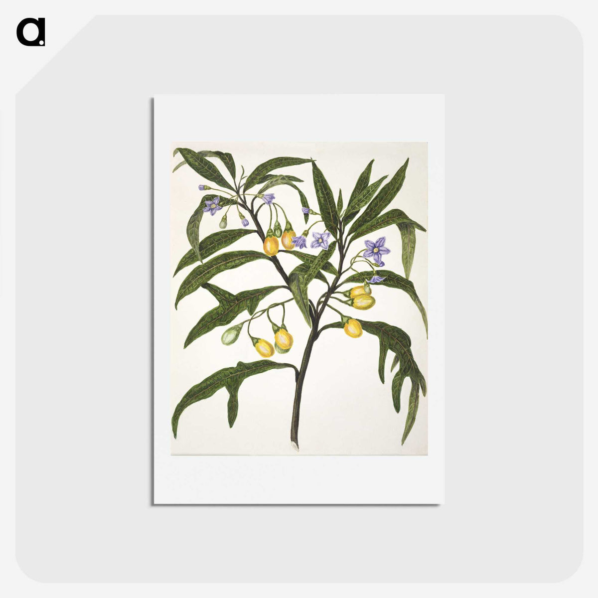 1-33_Native-Flowering-Plants-of-New-Zealand_hagaki