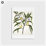 1-33_Native-Flowering-Plants-of-New-Zealand_hagaki