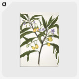 1-33_Native-Flowering-Plants-of-New-Zealand_postcard