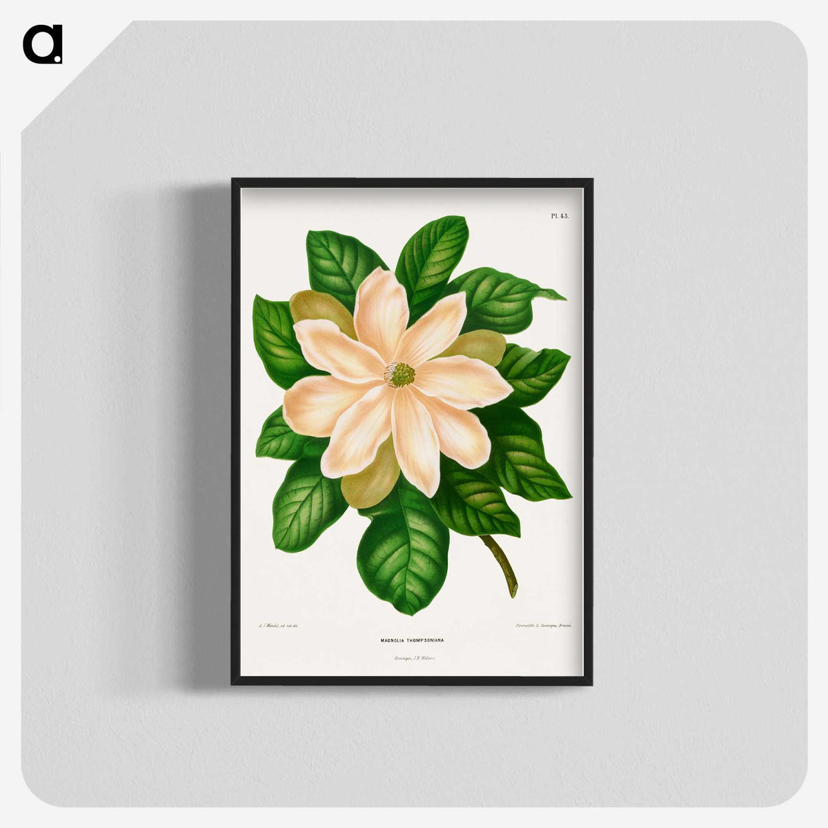 1-33_Nederlandsche-Flora-en-Pomona_blk-crop