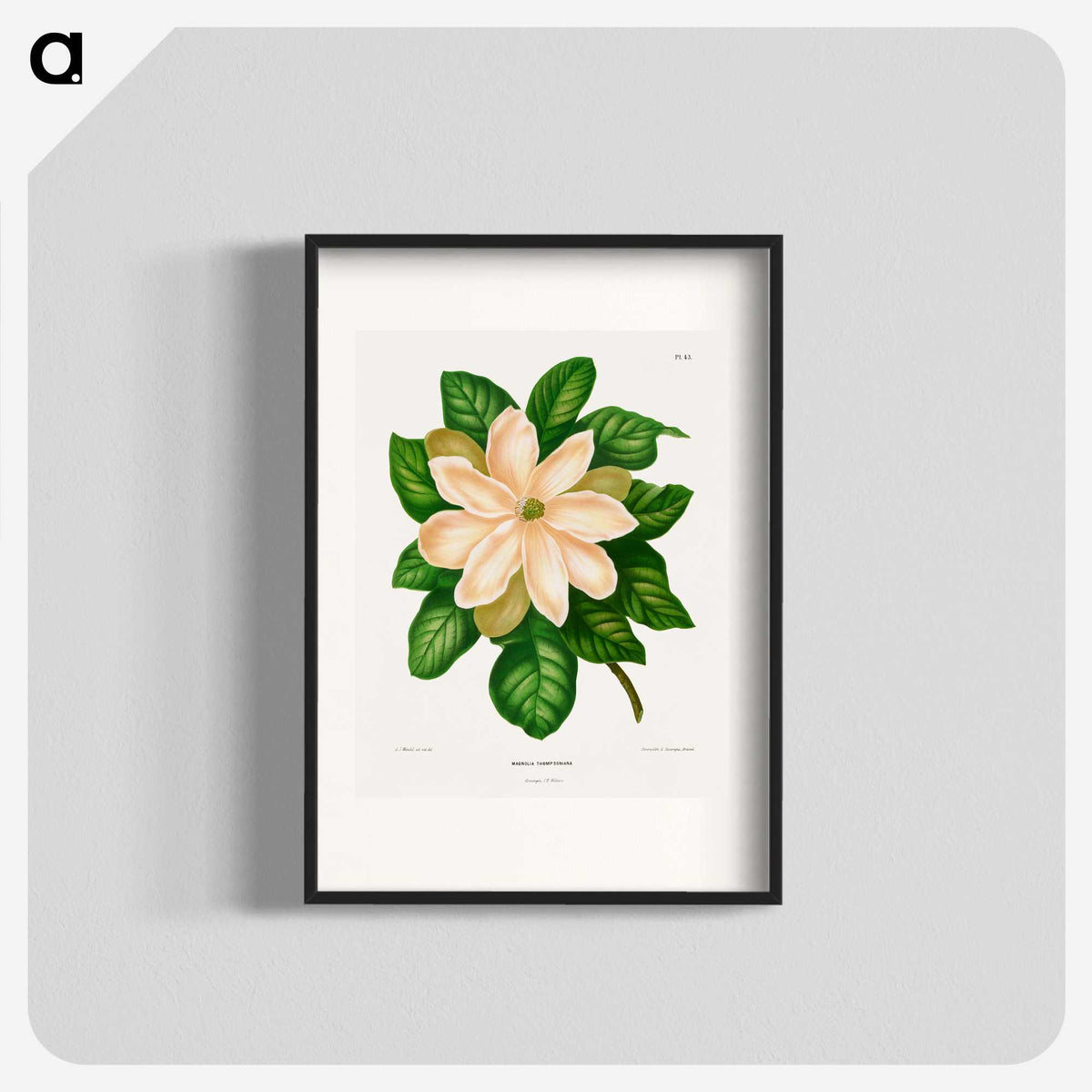 1-33_Nederlandsche-Flora-en-Pomona_blk