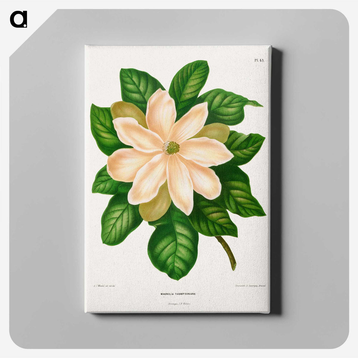 1-33_Nederlandsche-Flora-en-Pomona_canvas