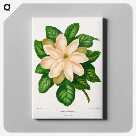 1-33_Nederlandsche-Flora-en-Pomona_canvas