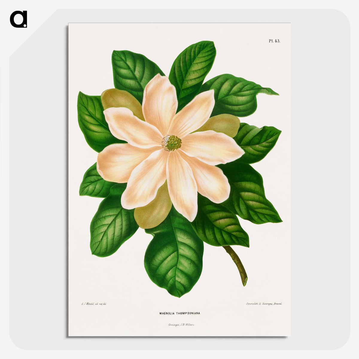 1-33_Nederlandsche-Flora-en-Pomona_picture-crop