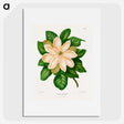 1-33_Nederlandsche-Flora-en-Pomona_picture