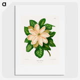 1-33_Nederlandsche-Flora-en-Pomona_picture