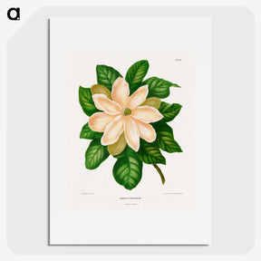 1-33_Nederlandsche-Flora-en-Pomona_picture