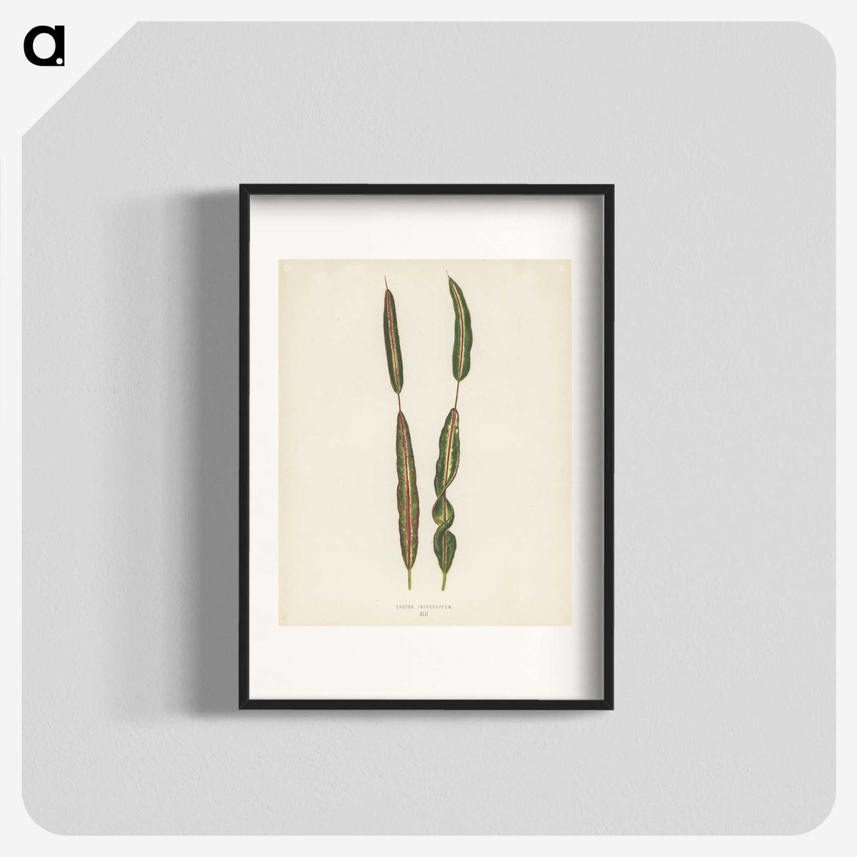 1-33_New-and-Rare-Beautiful-Leaved-Plants_blk